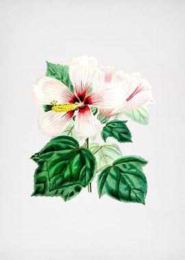 Marsh Hibiscus on Paper