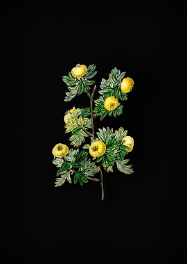 Tansy Leaf Hawthorn Flower