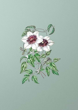 Siebalds Clematis on Mint