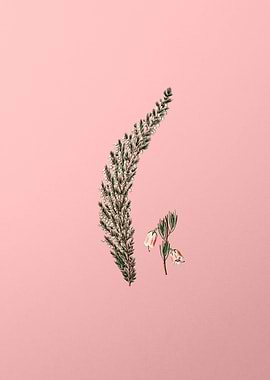 Bell Bearing Heath Flower