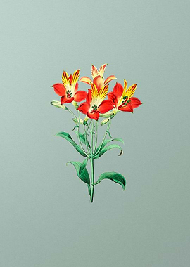 Red Speckled Alstromeria