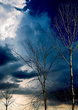 trees without leaves