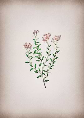 Selago Flower on Pink