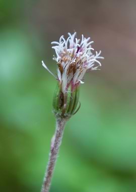 wildflower in the mountain