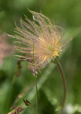 wildflower in the mountain