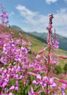 wildflower in the mountain