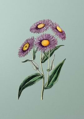 Shewy Stenactis on Mint