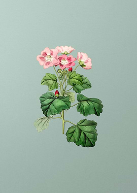 Rhomb Leaf Palavia Flower