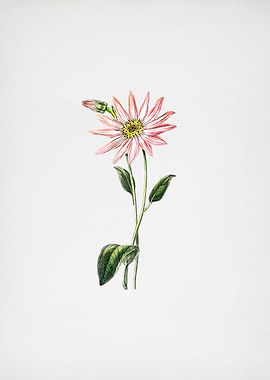 Vintage Echinacea on Paper