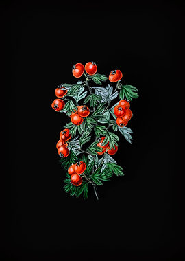 Sweet Scented Hawthorn