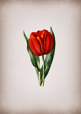 Vintage Tulip on PInk