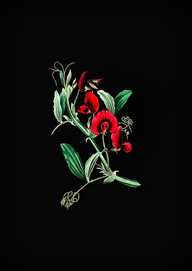 Vintage Tangier Pea Flower