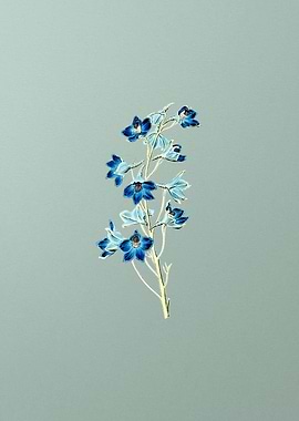 Shewy Delphinium Flower