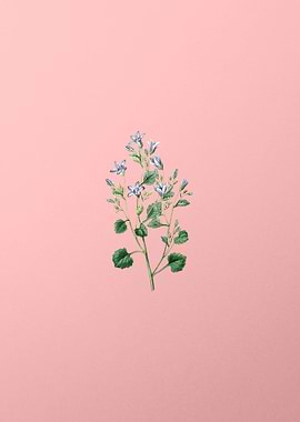 Dalmatian Wall Campanula