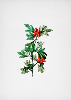 Morocco Hawthorn Flower