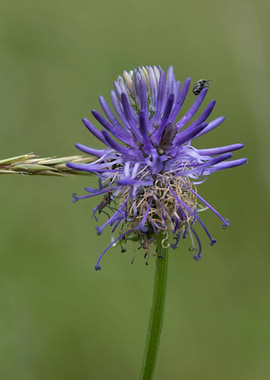 wildflower in the mountain