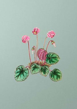 Shore Cyclamen Flower