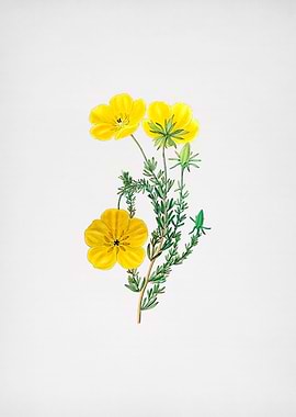 Long Stalked Ledocarpum