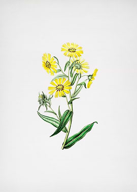 Vintage Madia Flower