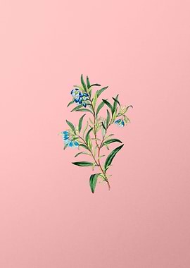 Blue Narrow Leaved Sollya