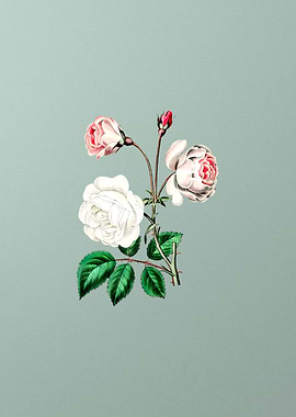 Ruga Rose Flower on Mint