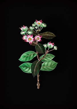 Tall Calotropis Flower