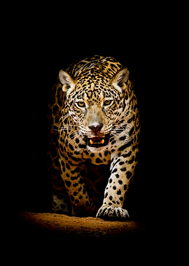 Leopard