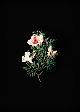 Variegated Chinese Azalea