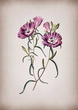 Chilean Evening Primrose