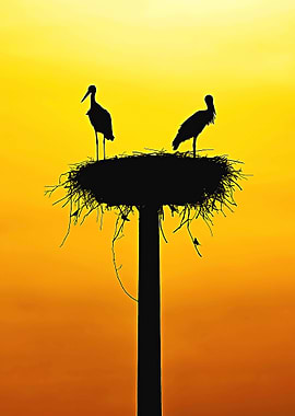 stork poster