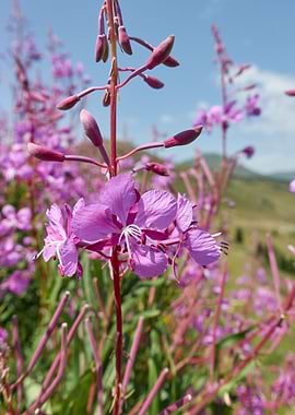 wildflower in the mountain