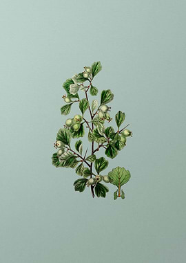 Spathula Leaf Thorn Flower