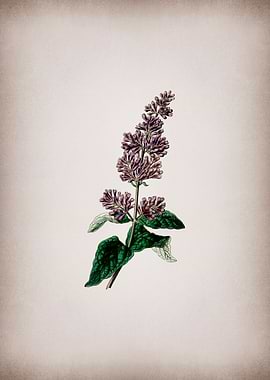 Lilac Flower on Parchment