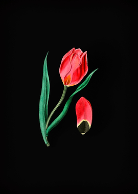 Suns Eye Tulip on Black