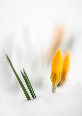 Yellow winter crocuses
