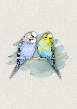Two cute budgies