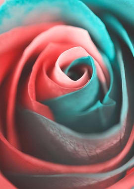rose flower