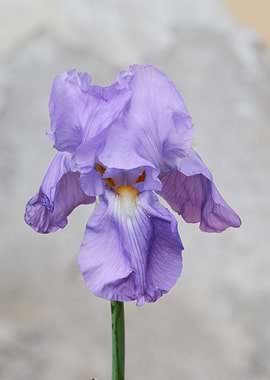 iris gladiolus in bloom