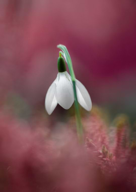 Violet snowdrop