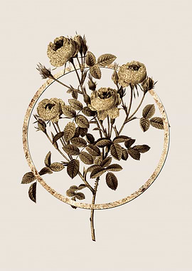 Gold Circle Rose Botanical