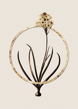 Gold Arabian Starflower