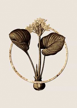 Gold Cardwell Lily Flower