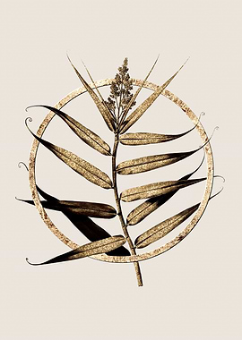 Gold Bush Cane Botanical