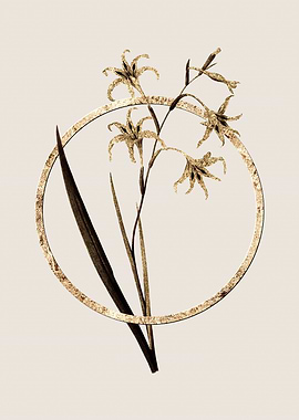 Gold Gladiolus Cuspidatus