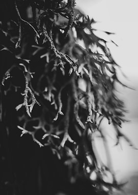 Pine Tree Closeup Winter