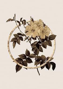 Gold White Rosebush Flower