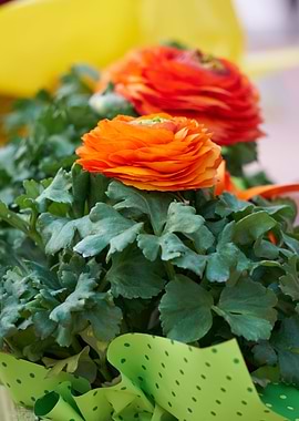orange flower in the vase