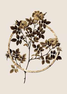 Gold Rose Corymb Flower