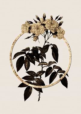 Gold Musk Rose Flower