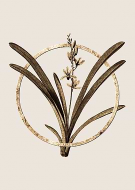 Gold Boat Orchid Flower